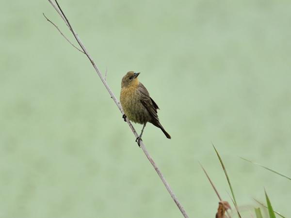 <h3><a href="/trips/salesopolis-2014/biota/animalia/chordata/aves/040 passeriformes/127 thraupidae/volatinia jacarina/volatinia jacarina-nl.html">Volatinia&nbsp;jacarina</a> / Blue‑black&nbsp;grassquit / Jacarinagors</h3>NIKON D7100 met AF-S Nikkor 300mm f/2.8G IF-ED VR II, 1/1600 sec  bij F3.2, ISO 400, afstand 19.9&nbsp;m